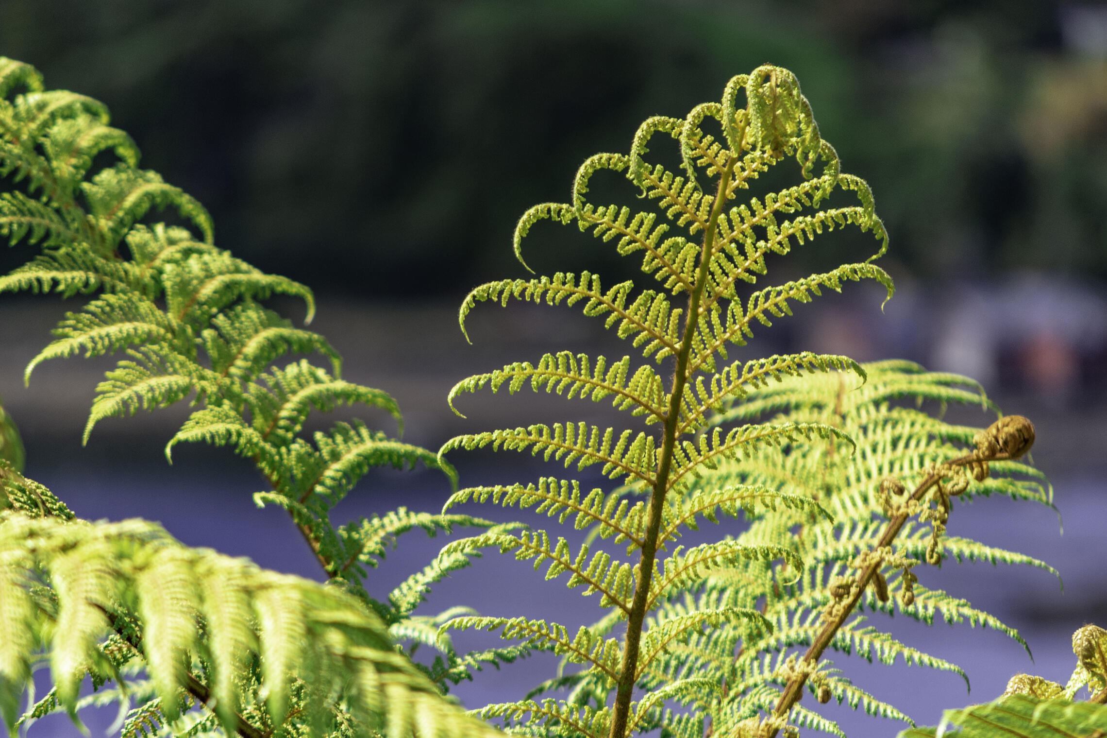 Ferns